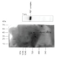 RpoA | RNA polymerase alpha subunit (chloroplast) in the group Antibodies for Plant/Algal / DNA/RNA/Cell Cycle / Transcription regulation at Agrisera AB (Antibodies for research) (AS15 2866)